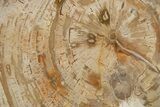 Beautiful Petrified Wood (Araucaria) Round - Madagascar #325561-1